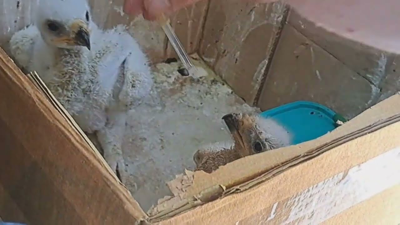 Саратовские пограничники нашли в фуре птенцов краснокнижного орла