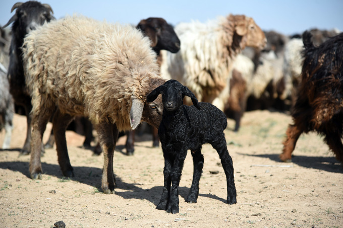 Каракулеводство и шелководство получат финансовую поддержку