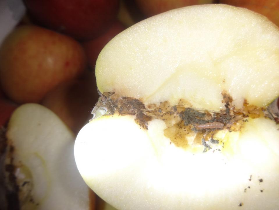 В Россию пытались провезти десятки тонн зараженных фруктов