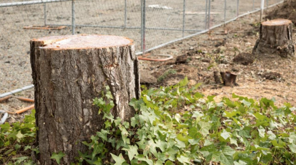 Наказание за вырубку деревьев ужесточили