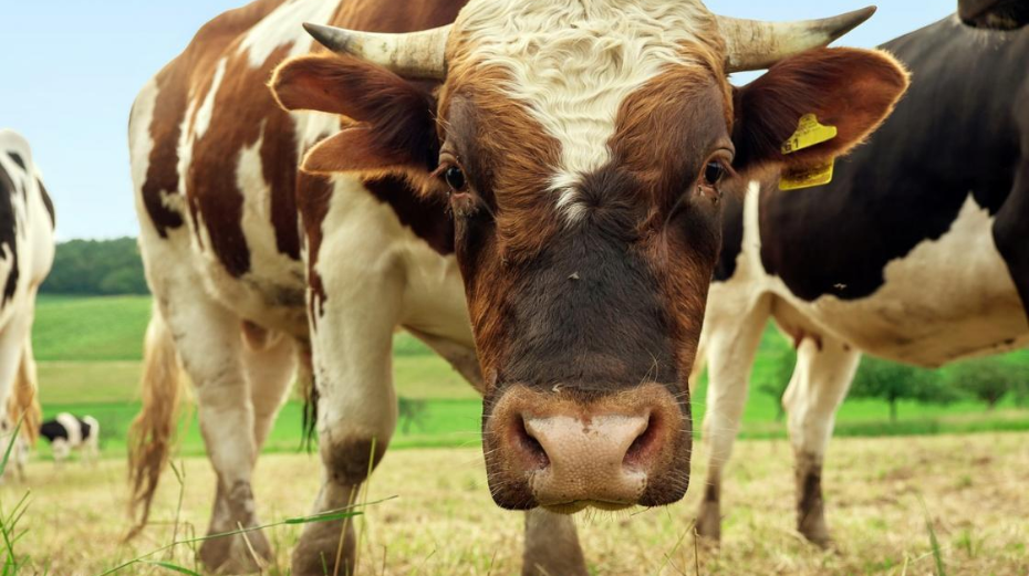 Союз фермеров Казахстана выступает против разрешения на экспорт скота