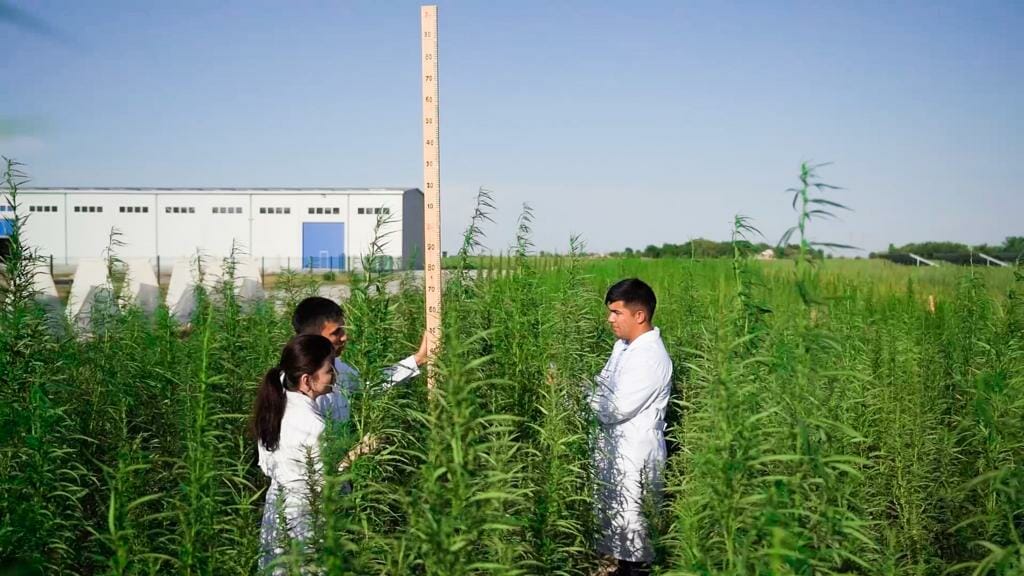 Может ли каннабис заменить хлопчатник в Узбекистане