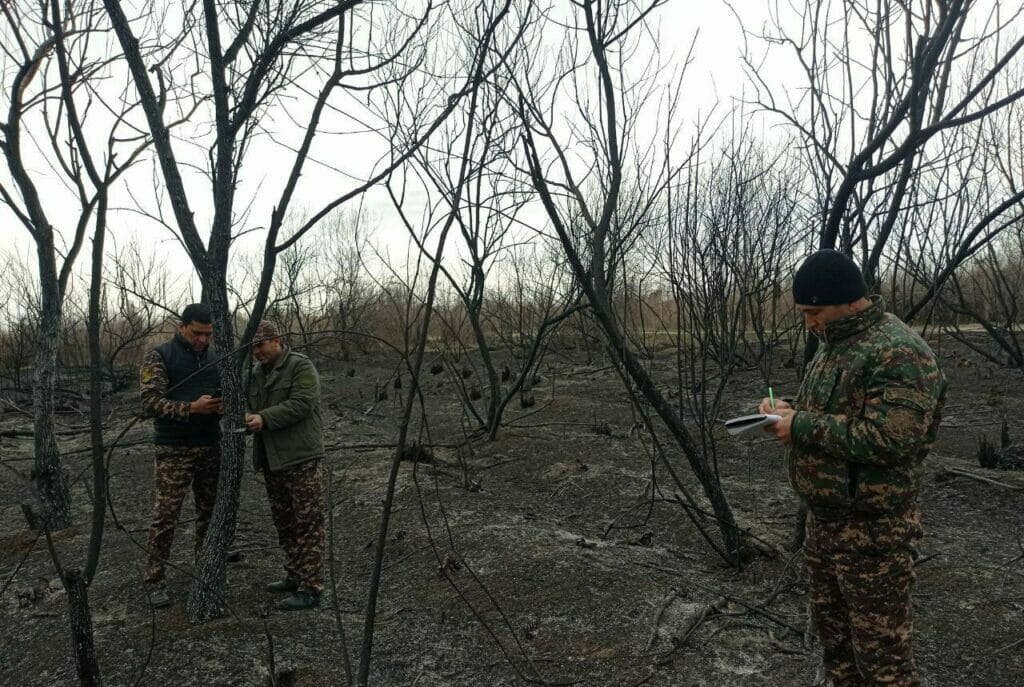 Лесной пожар в Узбекистане нанес ущерб почти на 800 млн сумов