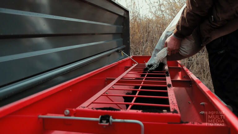Черный тмин начали выращивать в Сырдарье