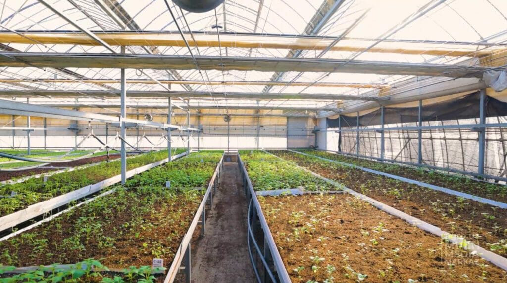 Узбекистанские ученые вывели новый сорт перца