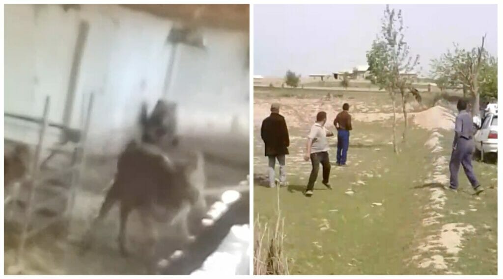 В Кашкадарье жители пытались задавить медведя автомобилем