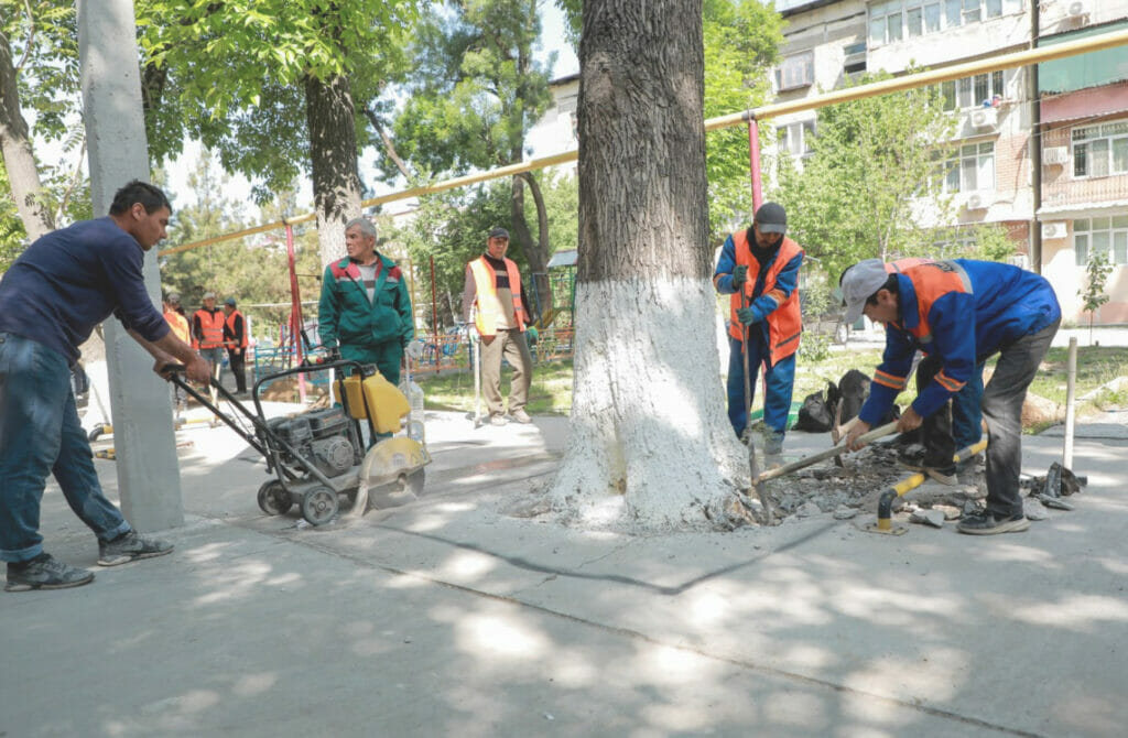 В Ташкенте раскопали 250 забетонированных деревьев