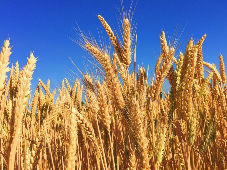 Ситуация на рынках: цены на пшеницу обрушились