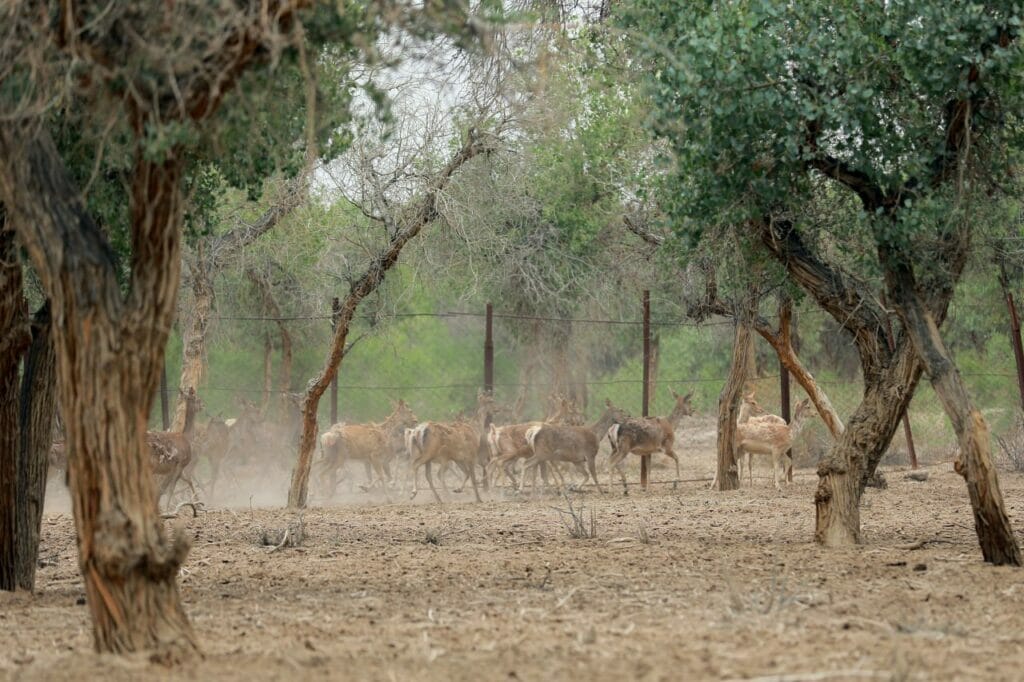 O‘zbekiston milliy bog‘ida qizil kitobga kiritilgan yangi hayvonlar paydo bo‘ldi