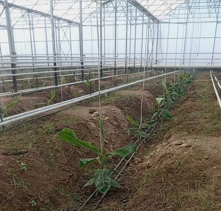 В Казахстане начали выращивать бананы в промышленных масштабах