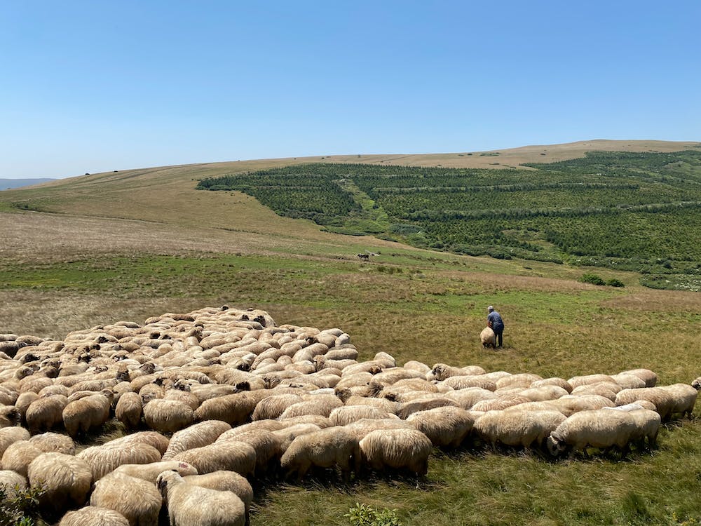 Respublikaning 25 ta tumanida chorvachilik klasterlari tashkil etiladi
