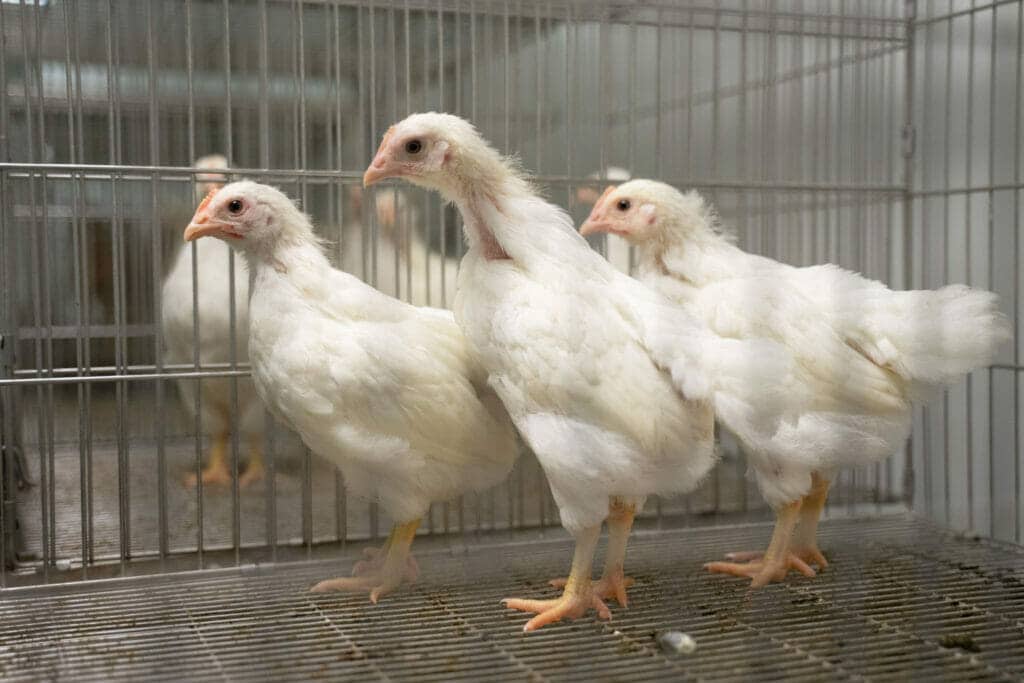 Россельхознадзор запретил экспортировать в Узбекистан курятину «Саратовского птицекомбината Курников» в Узбекистан.