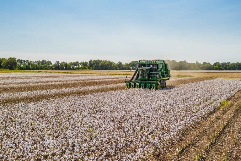 Better Cotton to Monitor Uzbek Cotton Industry