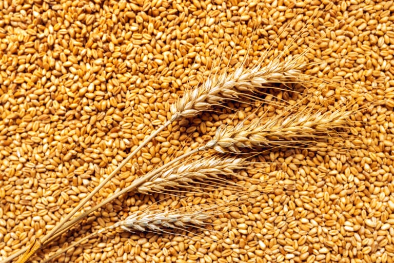 Ситуация на рынках: пшеница подорожала до максимума за девять месяцев