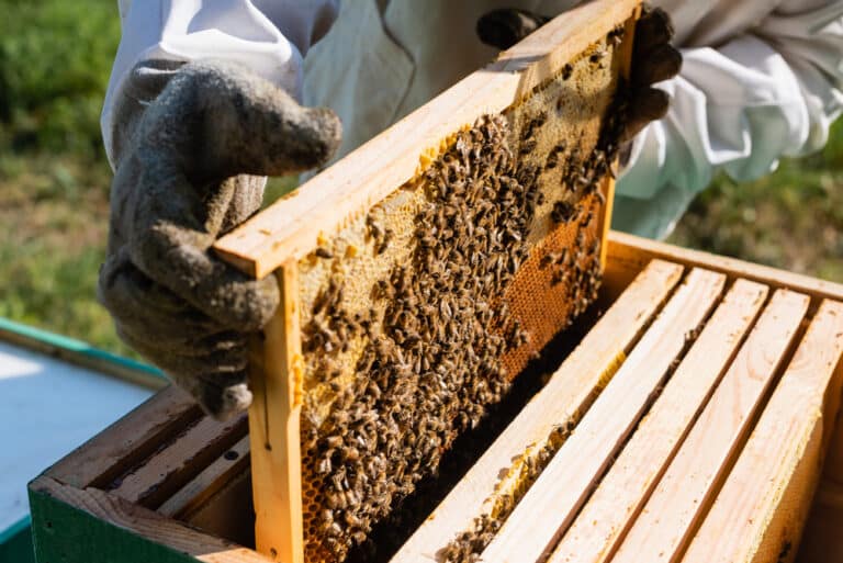 Каким узбекским пчелам разрешат жужжать в РФ