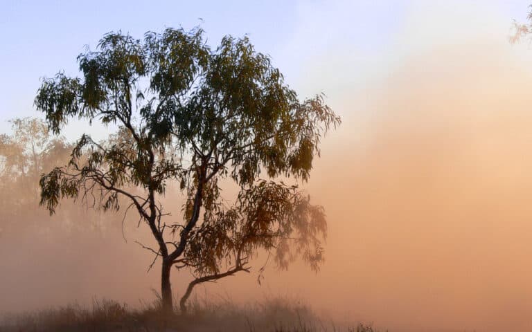 В Узбекистане прогнозируют пыльные поземки