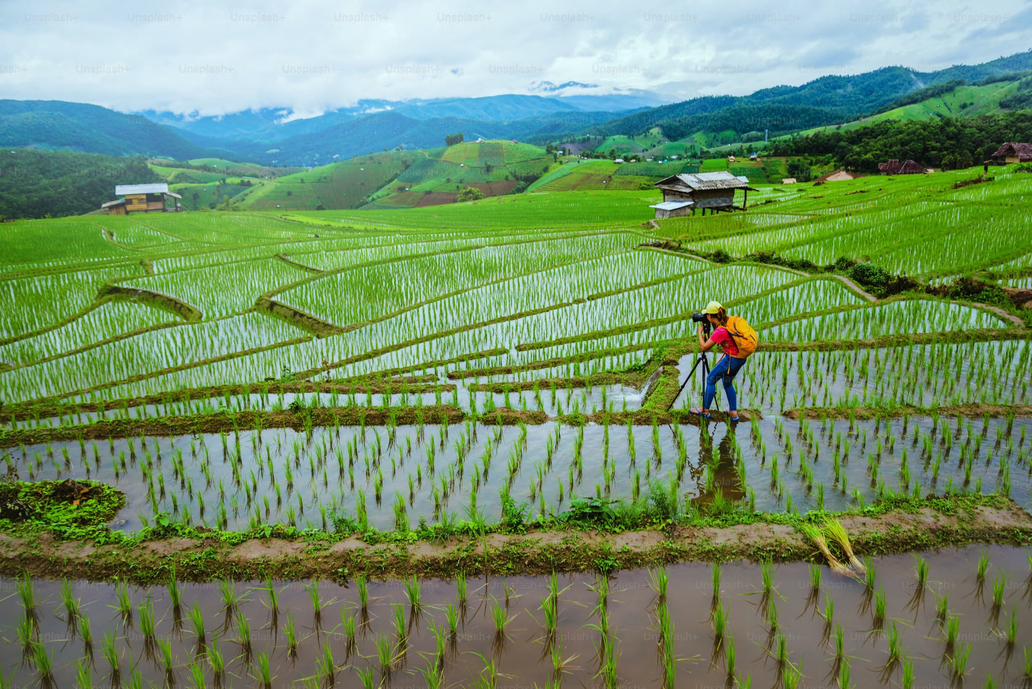 rice fields