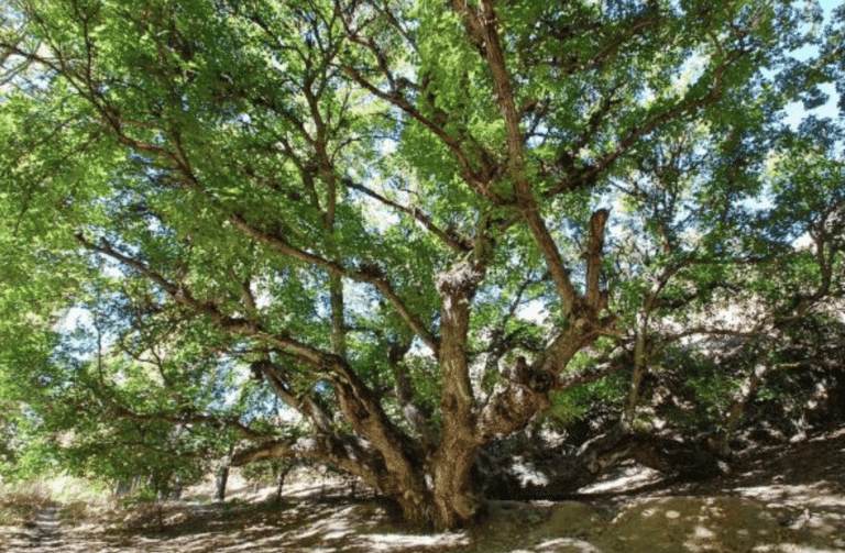 Вековые деревья Узбекистана включили в международный список MonumentalTrees.com