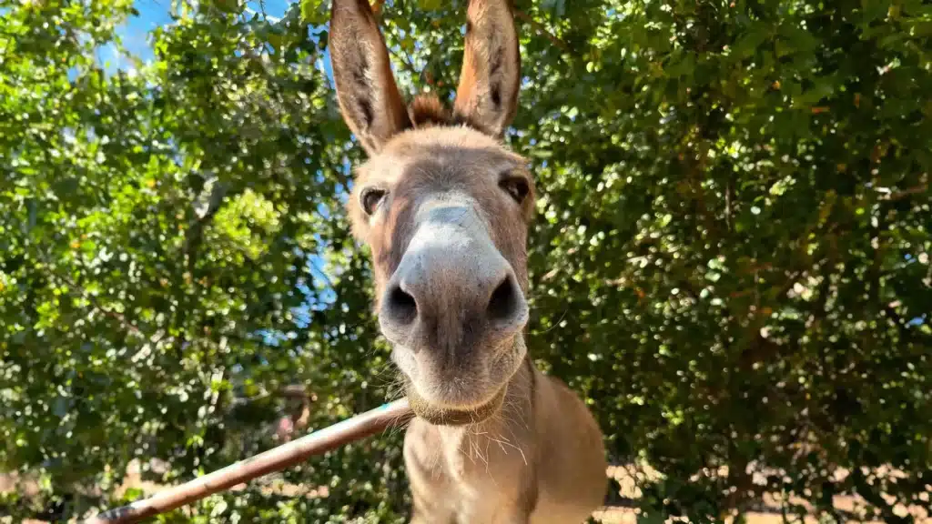 Фото: Barron park donkeys