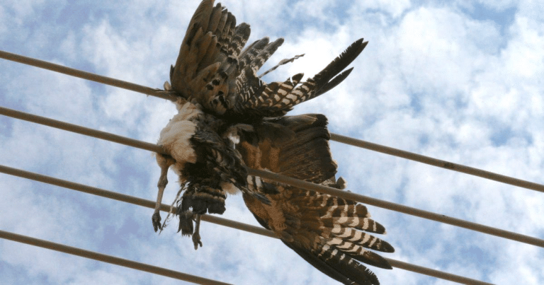 Engineering Safe Sky: How ACWA Power Aims To Prevent Bird Deaths on Uzbekistan's Power Lines