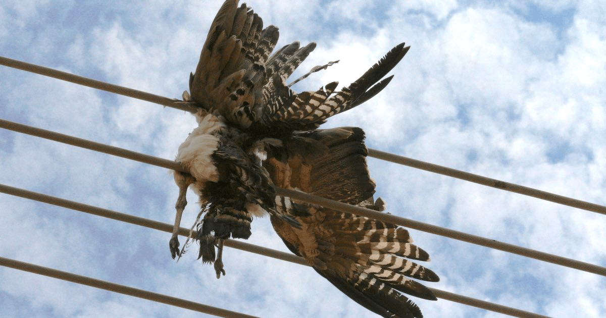 Asian houbara bustard