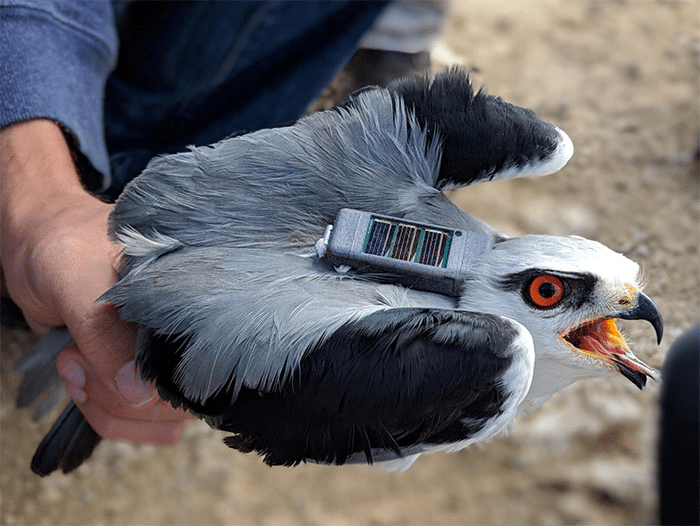 Satellite Tracking To Help Prevent Bird Collisions With Uzbekistan's Power Lines