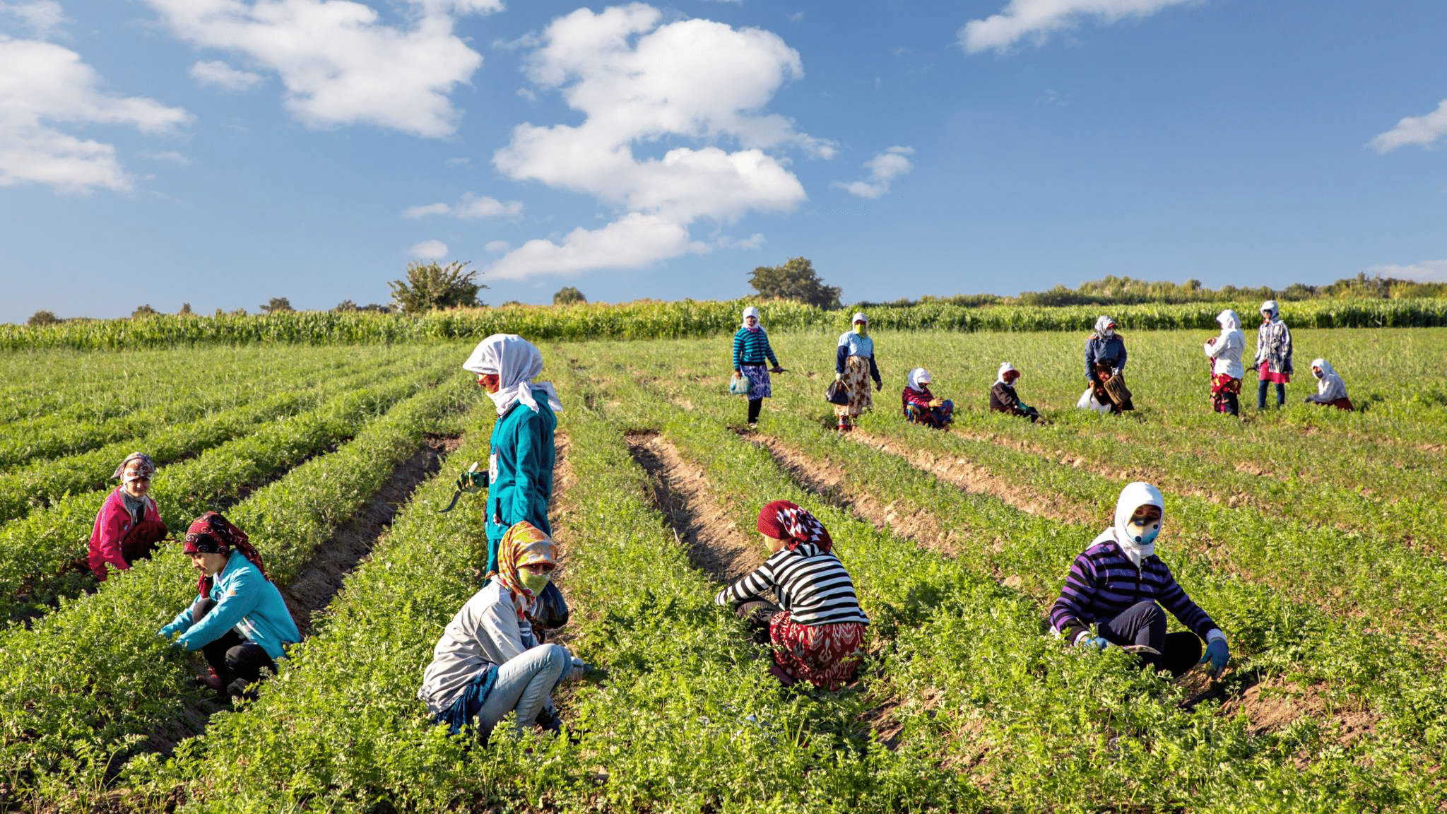 agriculture