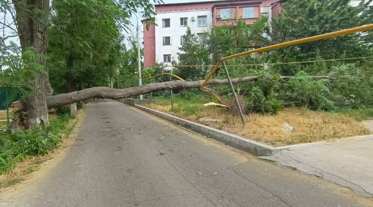 Ташкентцев предупредили о сильном ветре и порекомендовали не оставлять машины под деревьями