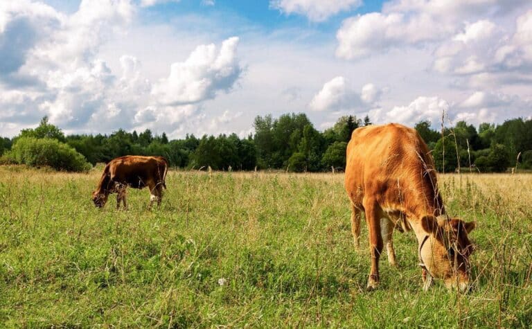 Samarqandning 4 ta tumanida 43 ming gektarlik jamoat yaylovlari tashkil etiladi