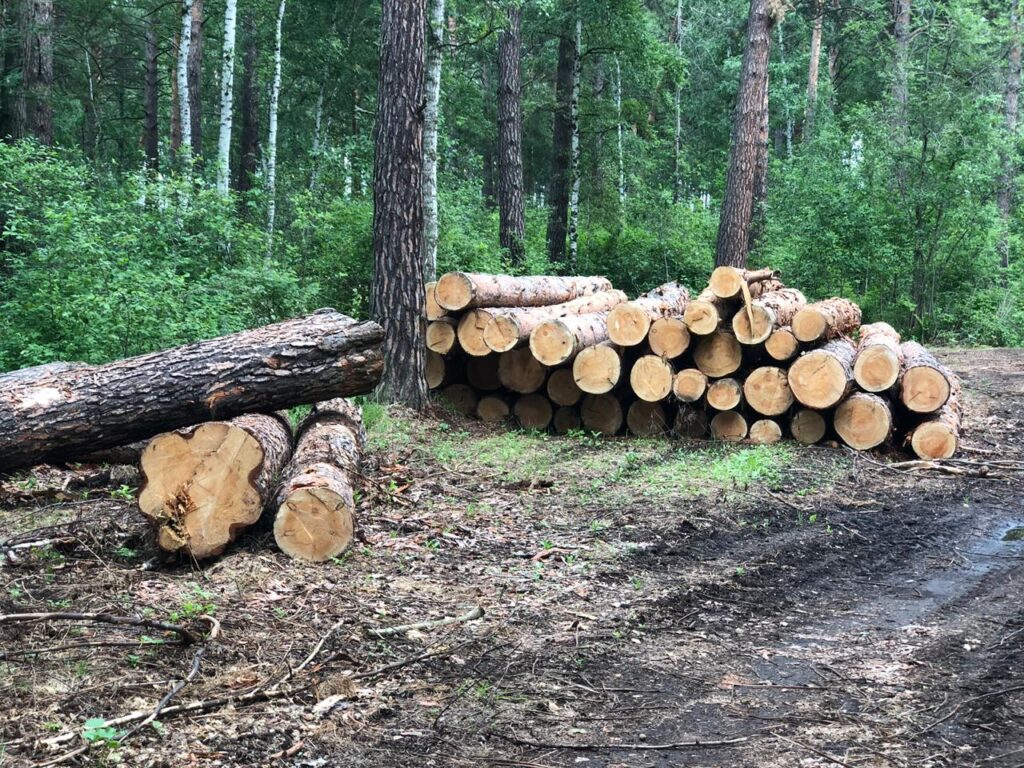 вырубка деревьев
