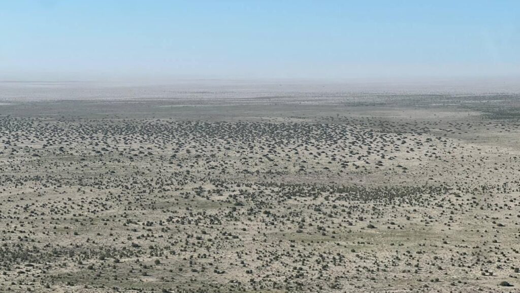 saxaul, Kazakhstan, Aral Sea