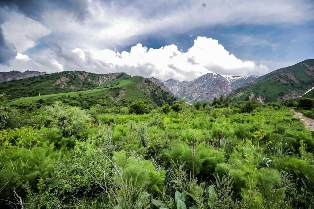 SDG, Uzbekistan, forestry, wildlife