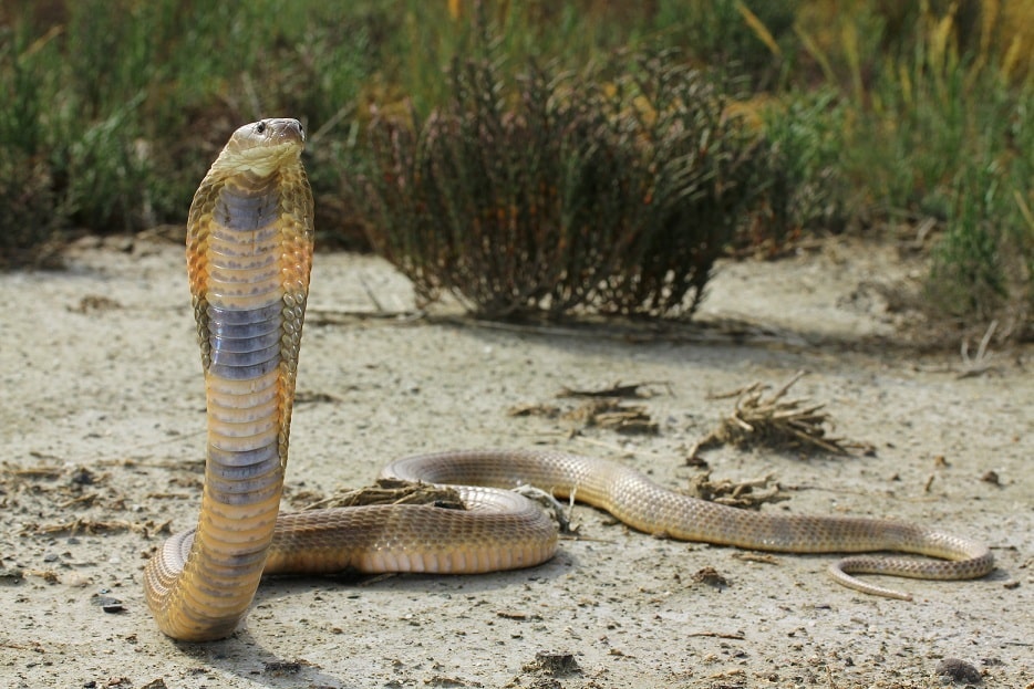 snake, cobra