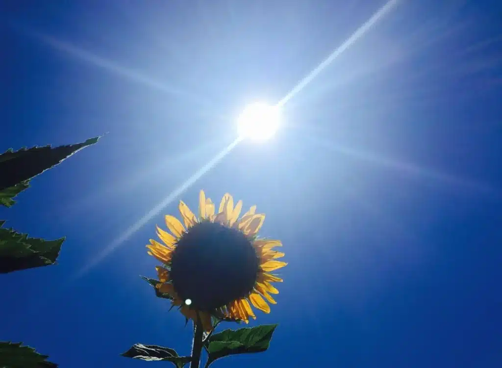 hot sunny weather august