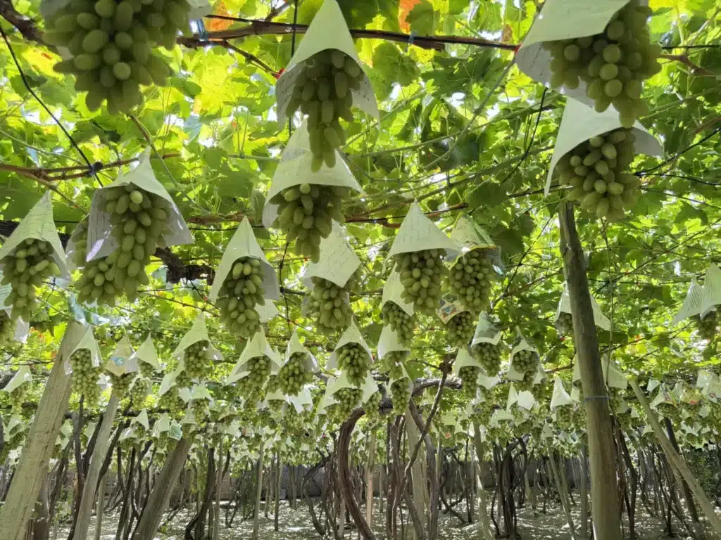 uzbek grapes