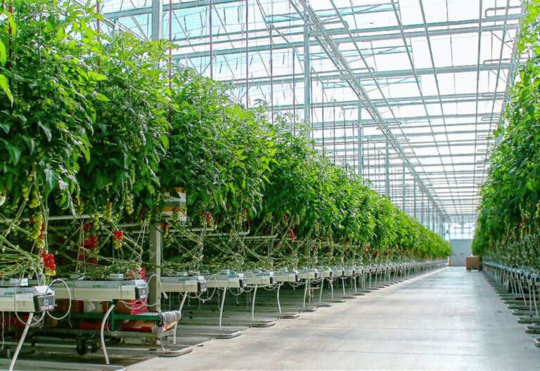 1-avgustdan poytaxt va uning atrofidagi issiqxonalarga gaz yetkazib berish to‘xtatiladi