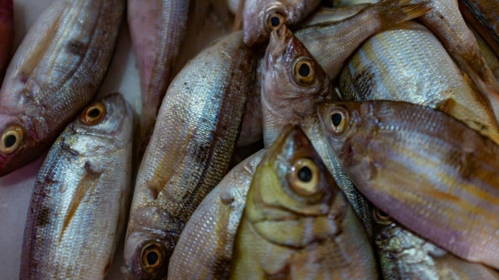 fish farming