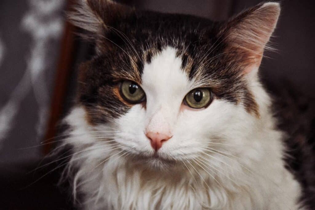 Кошка
