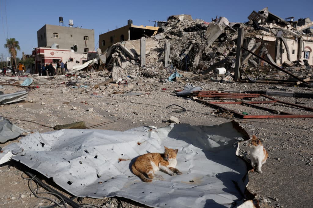 Gaza War cats