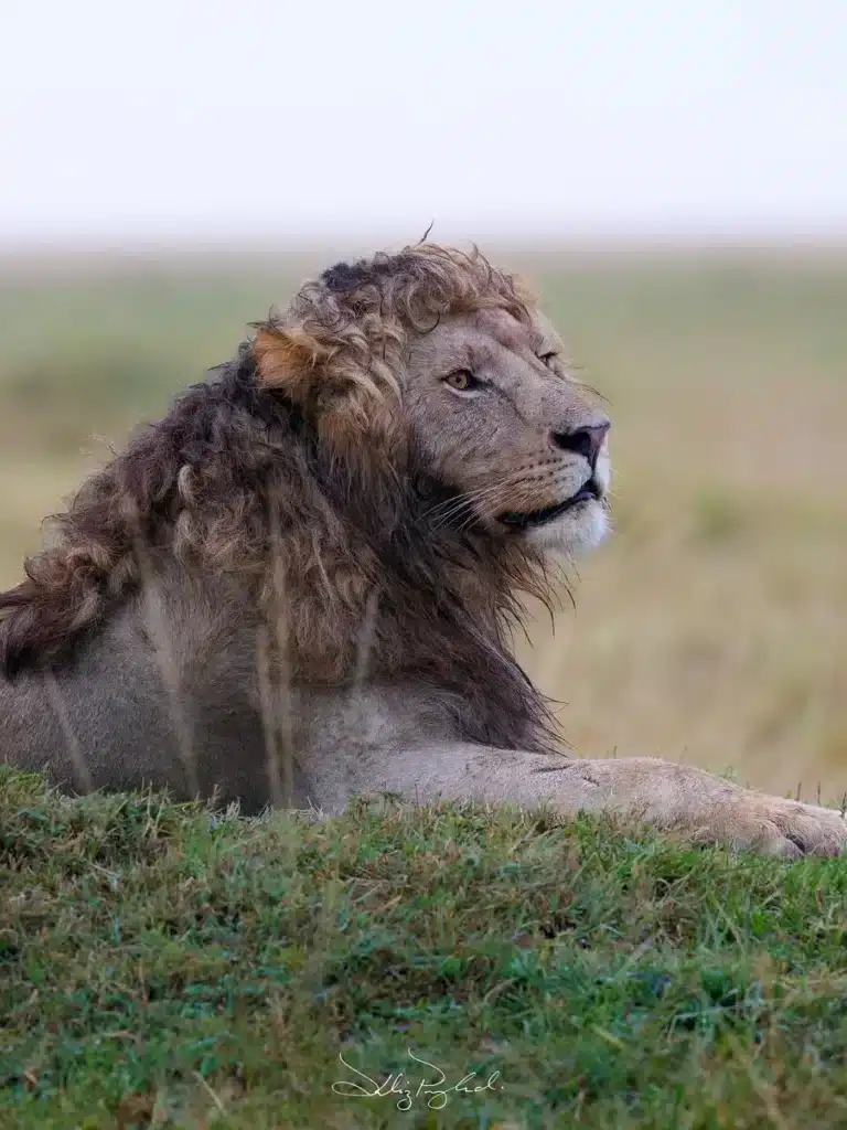 Kenya’s ‘Nzuri’ the Lion Goes Viral for His Stunning Curly Mane