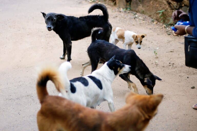 Stray Dogs Case: Supreme Court Summons State Chief Secretaries Over Failure to File Affidavits
