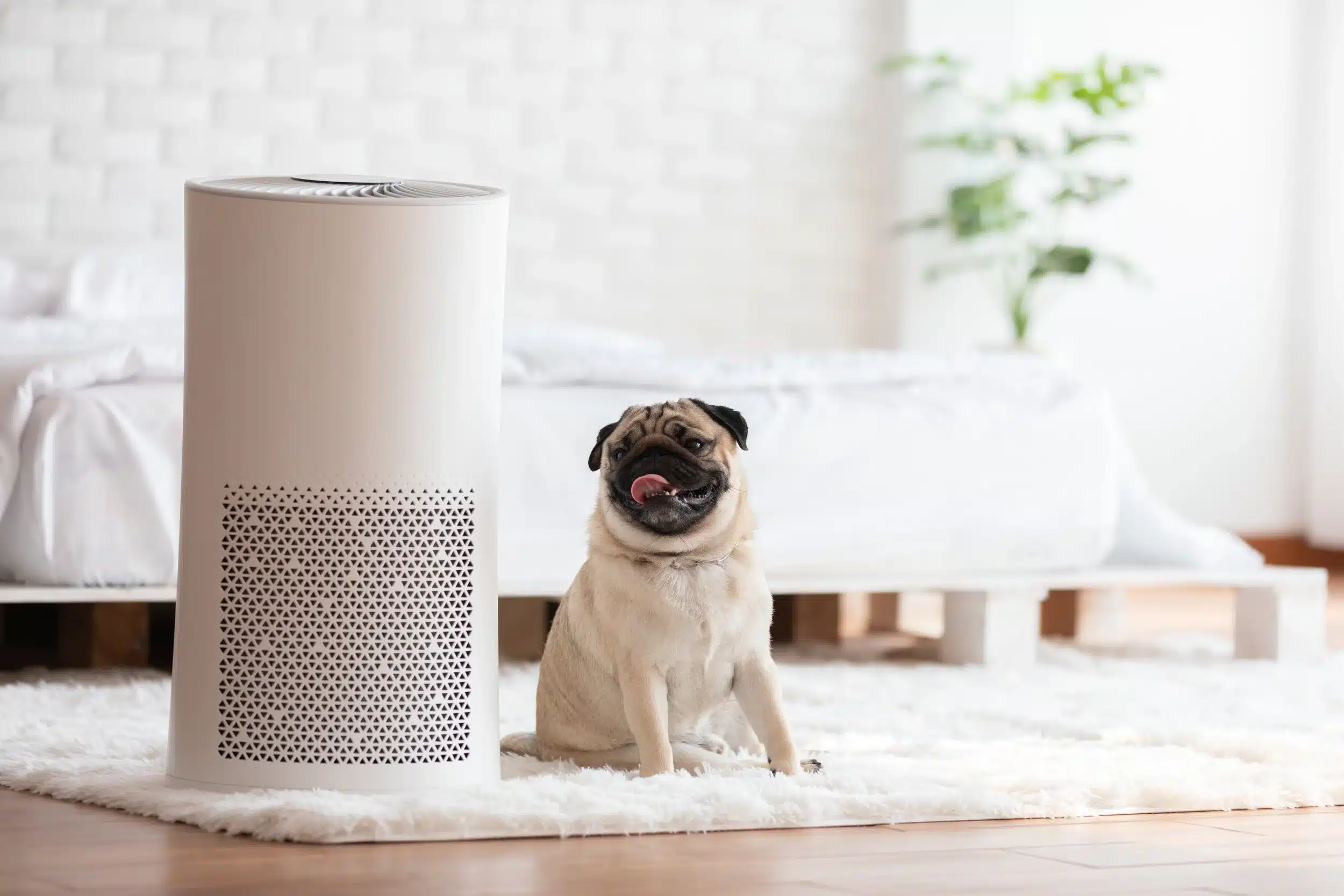 Air Purifiers