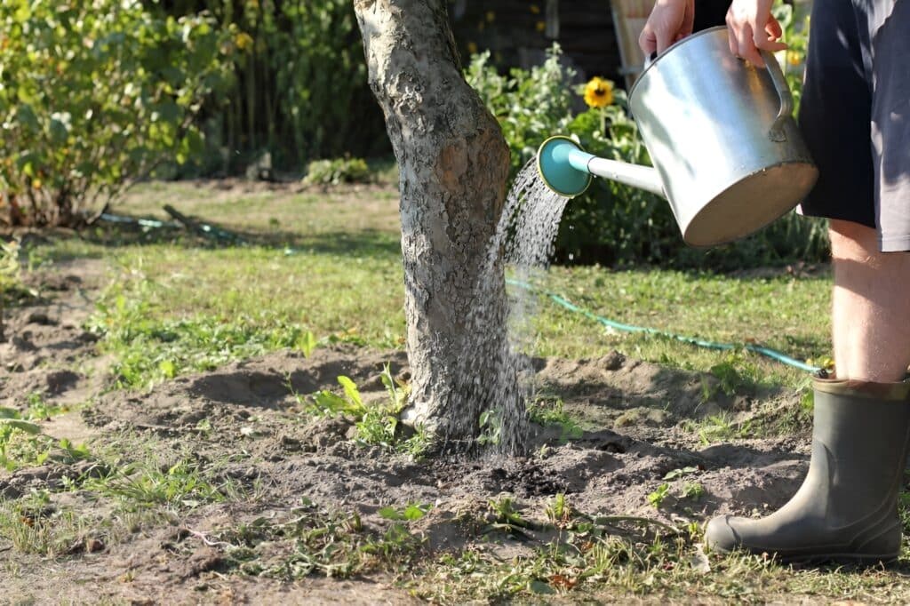 Полив деревьев