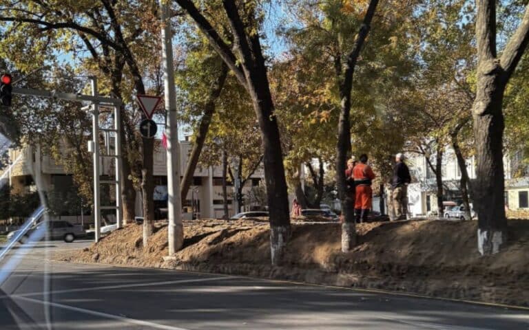 Хокимият Ташкента разъяснил ситуацию с деревьями на улице Абдуллы Кадыри