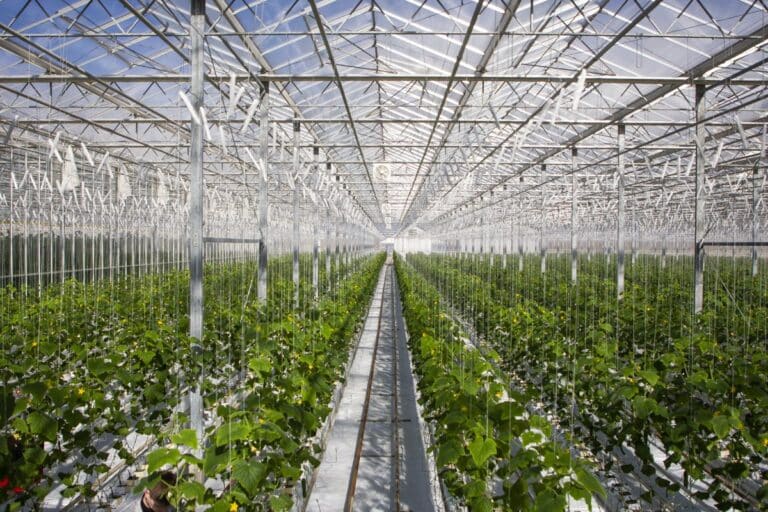 В Сурхандарье бизнес получит бесплатную землю на пять лет под солнечные теплицы