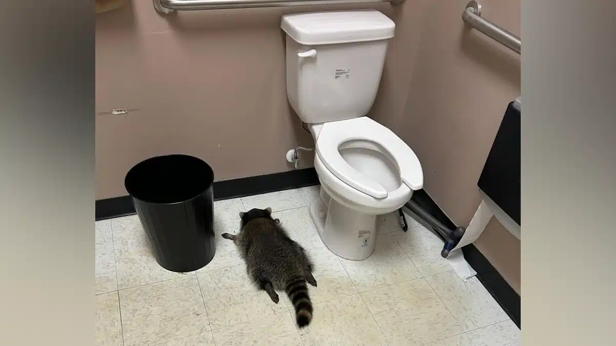 Boozy Raccoon Burglarises Virginia Liquor Store