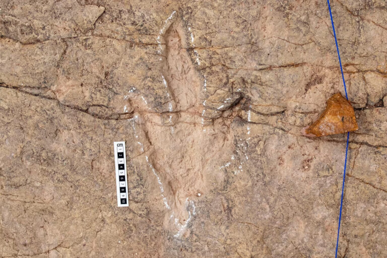 Boliviyada 16 mingdan ortiq dinozavr izlari topildi