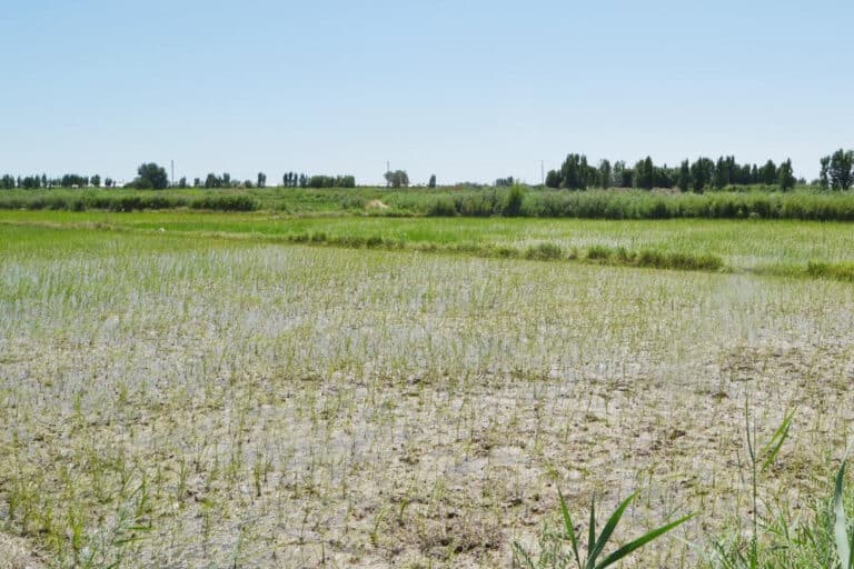 Toshkent, Qashqadaryo va Buxoroda yer savdosiga doir firibgarliklar fosh etildi