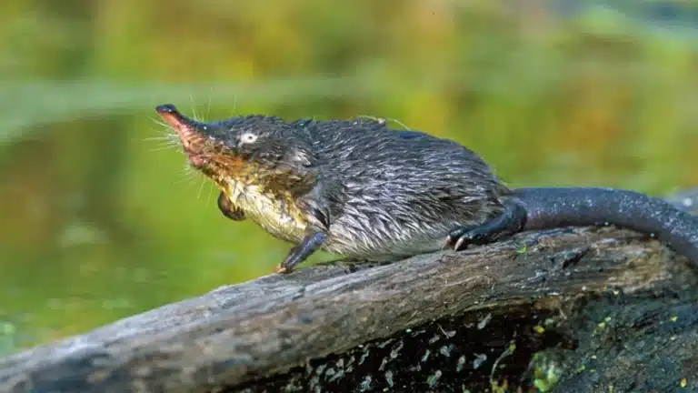 Ученые из России и Узбекистана расшифровали геном исчезающей выхухоли