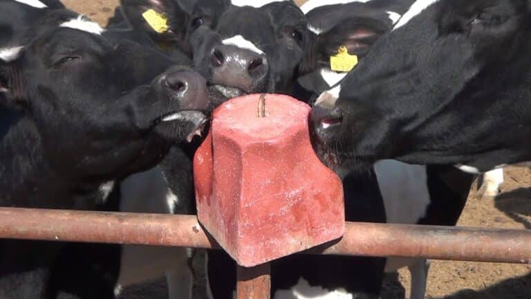 Кыргызстан вернул в Узбекистан 22 тонны  соли для скота